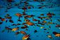 Damsel Fish